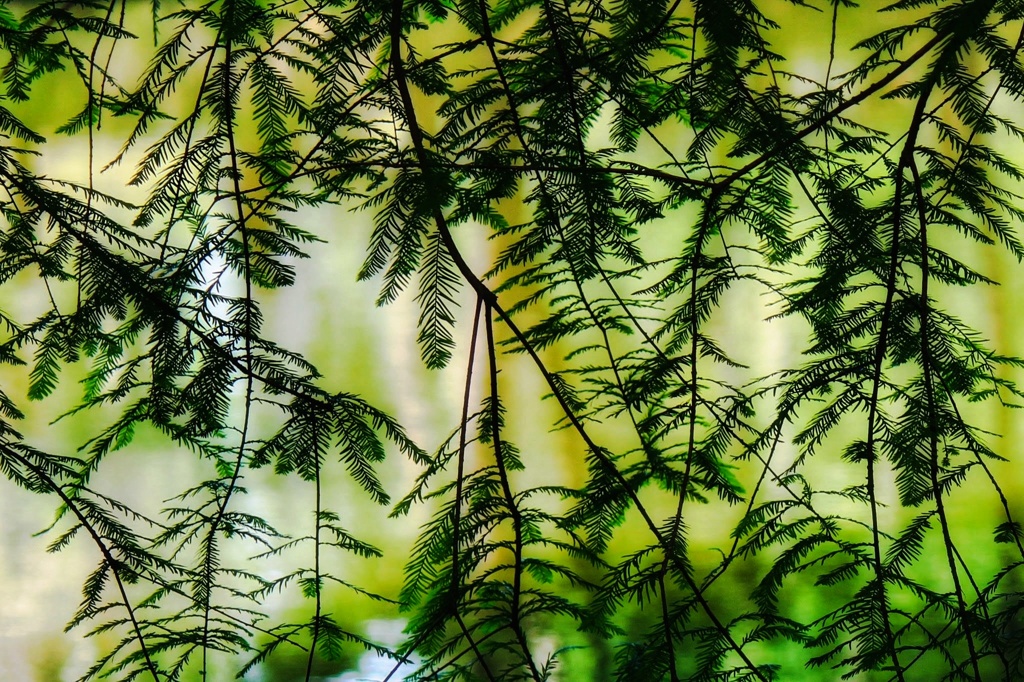 ラクウショウ
