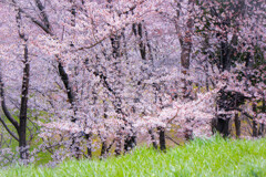 公園の桜