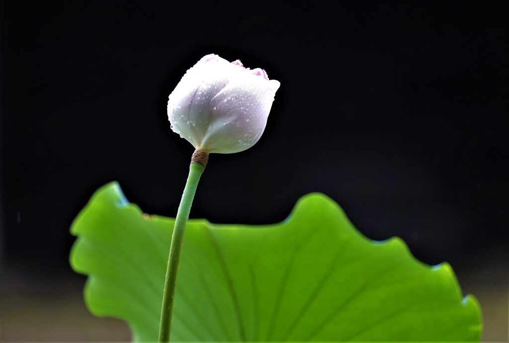 つぼみ