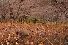 冬の蓮池
