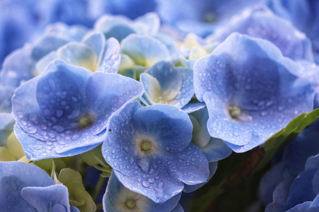 紫陽花