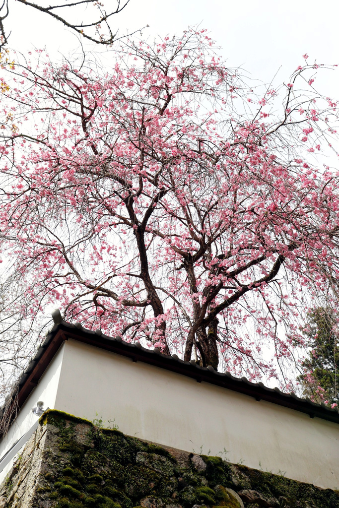 枝垂桜