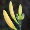 蕾