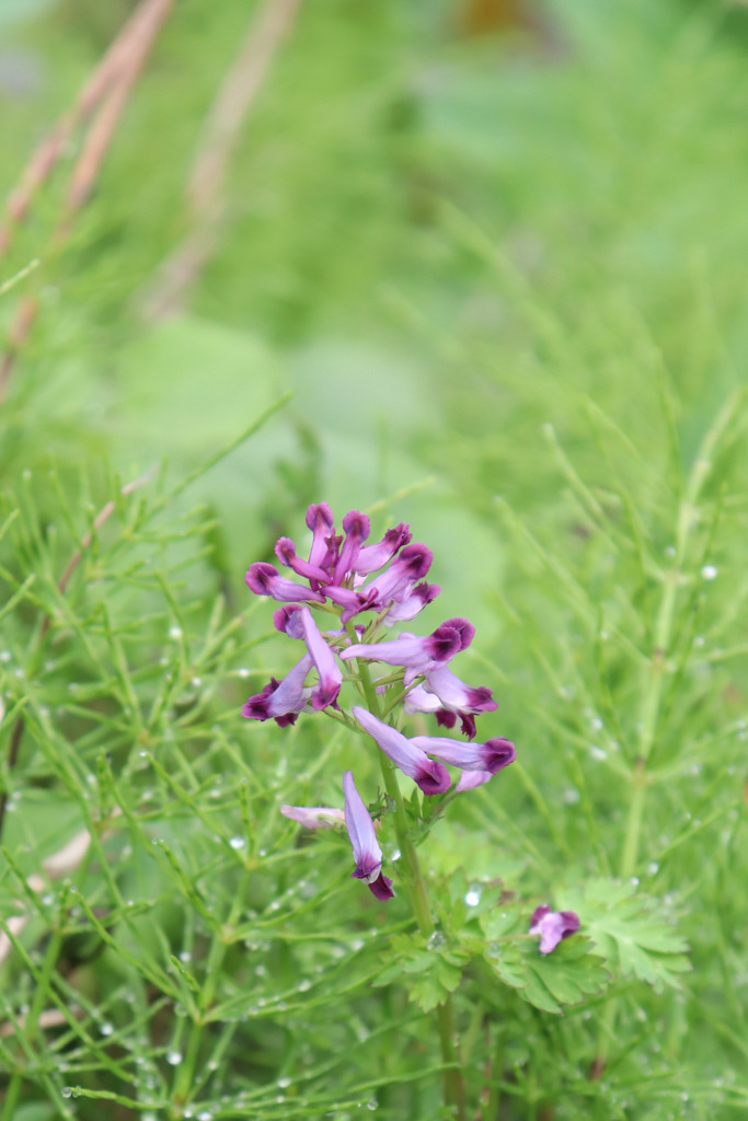 ムラサキケマン