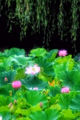 蓮池