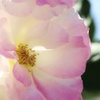 中之島バラ園にて