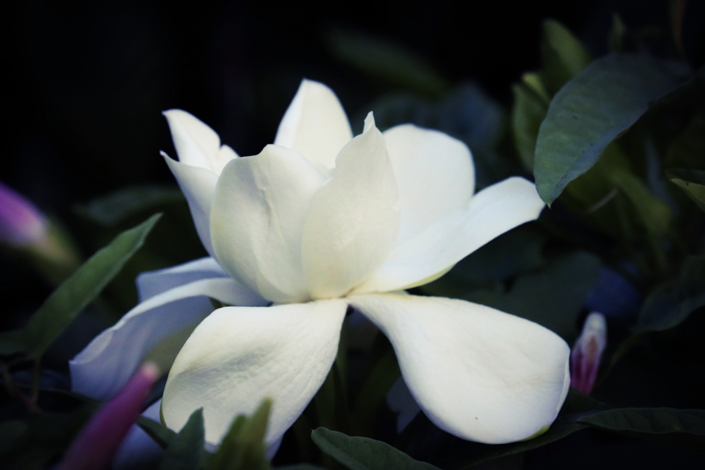 ♪クチナシの花