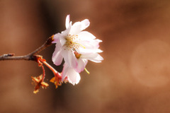 十月桜