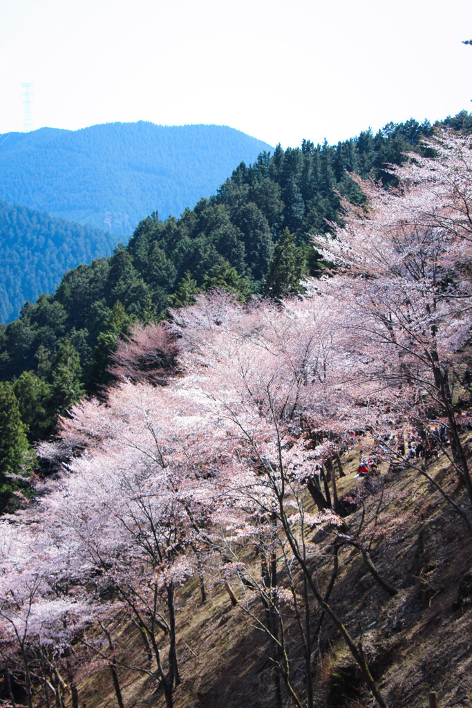 吉野の桜