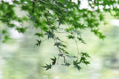 水辺の緑