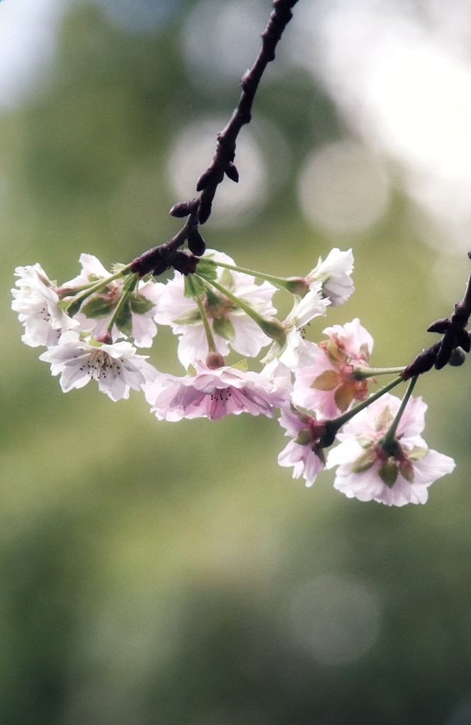 十月桜