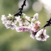 十月桜