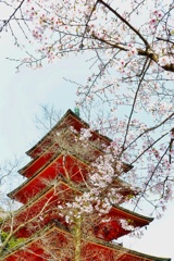 奈良　長谷寺　五重塔