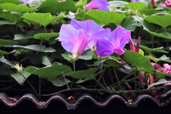 屋根の上の花