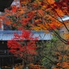 光明寺の秋