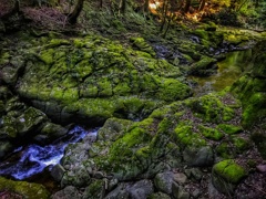 苔むす渓流
