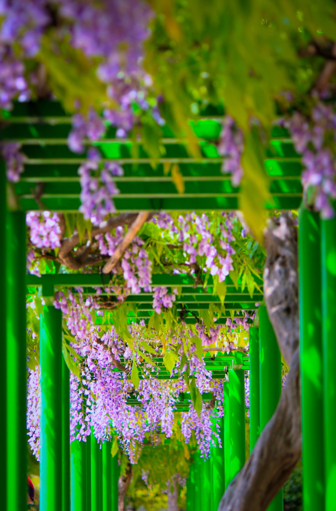 公園の藤棚