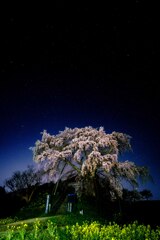 合戦場のしだれ桜
