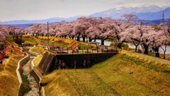 大河原　蔵王と桜