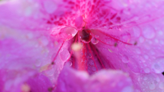 FLOWER UP