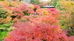 東福寺にて