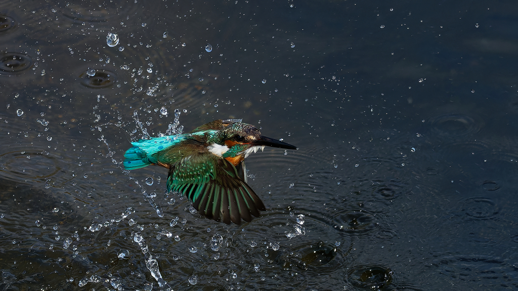 FLY