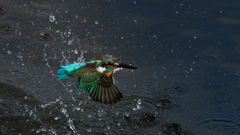 FLY