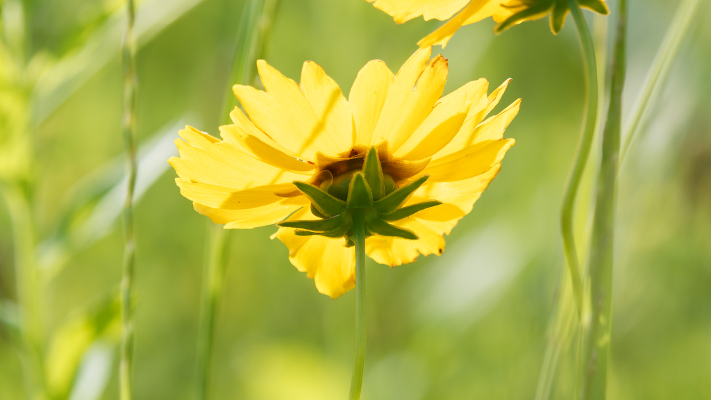 陽に向く花
