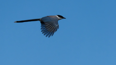 ONAGA FLY