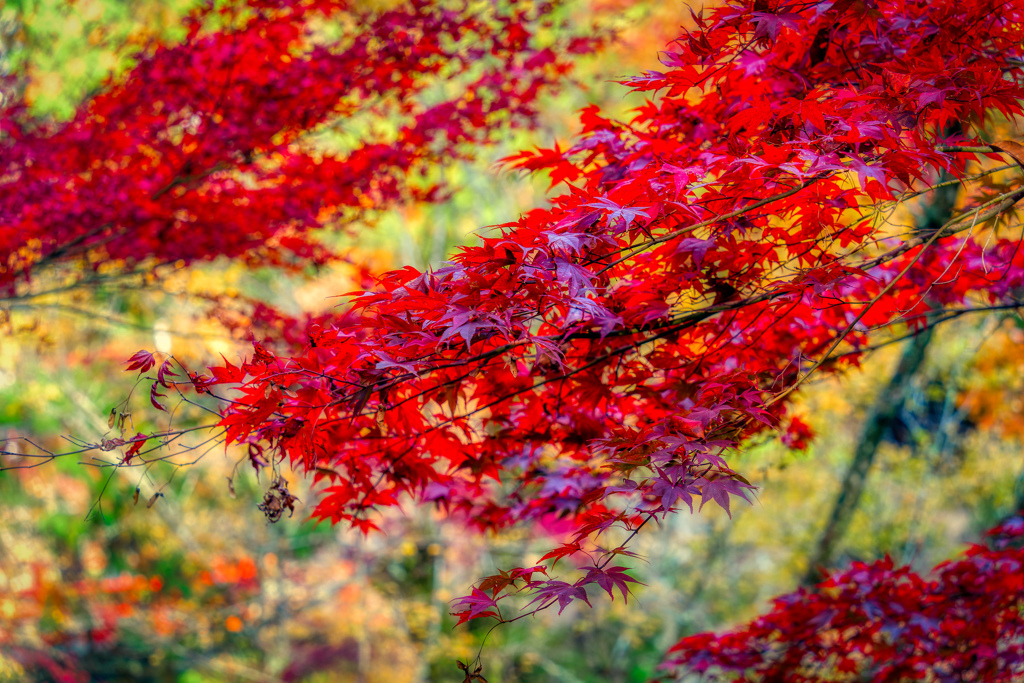 広島　紅葉谷