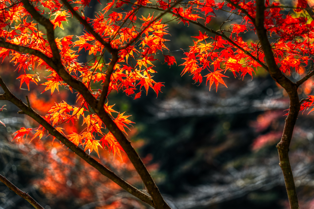 広島　紅葉谷