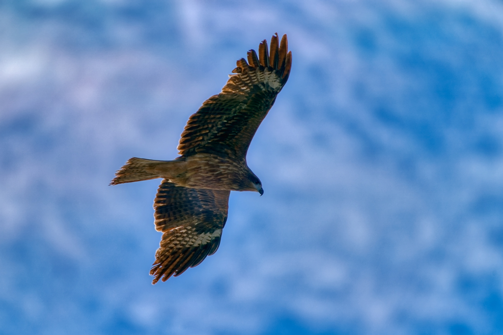 DSC00258_DxO_DxO