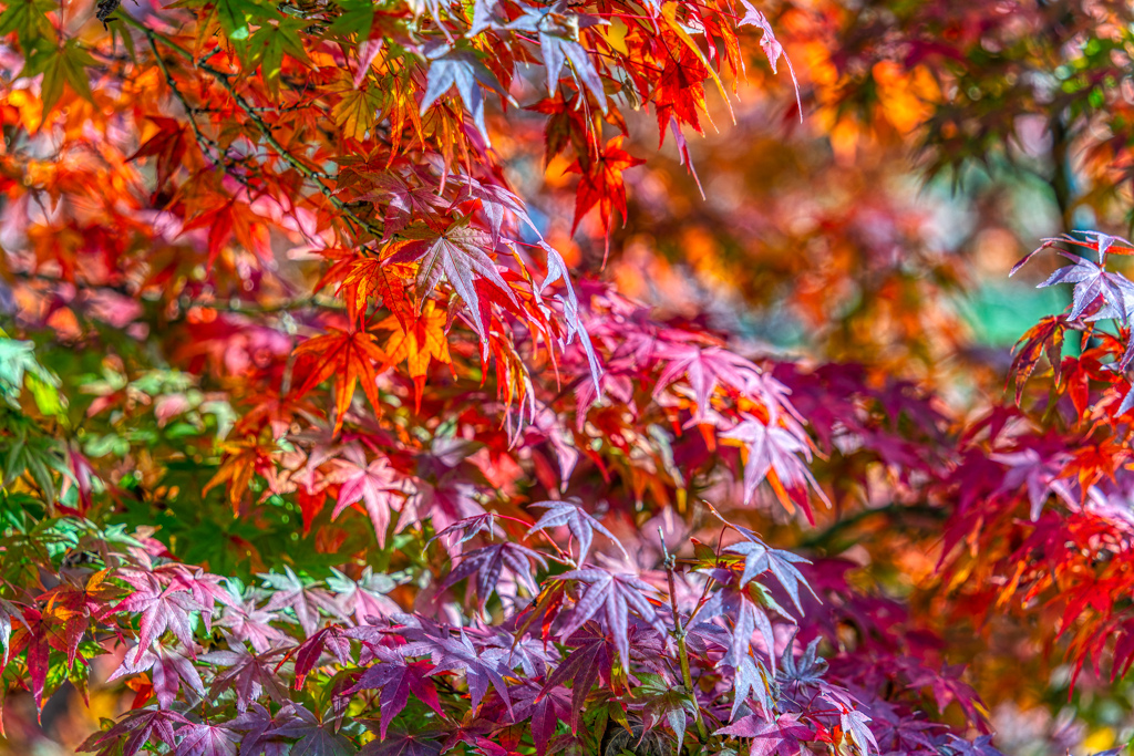 広島　紅葉谷
