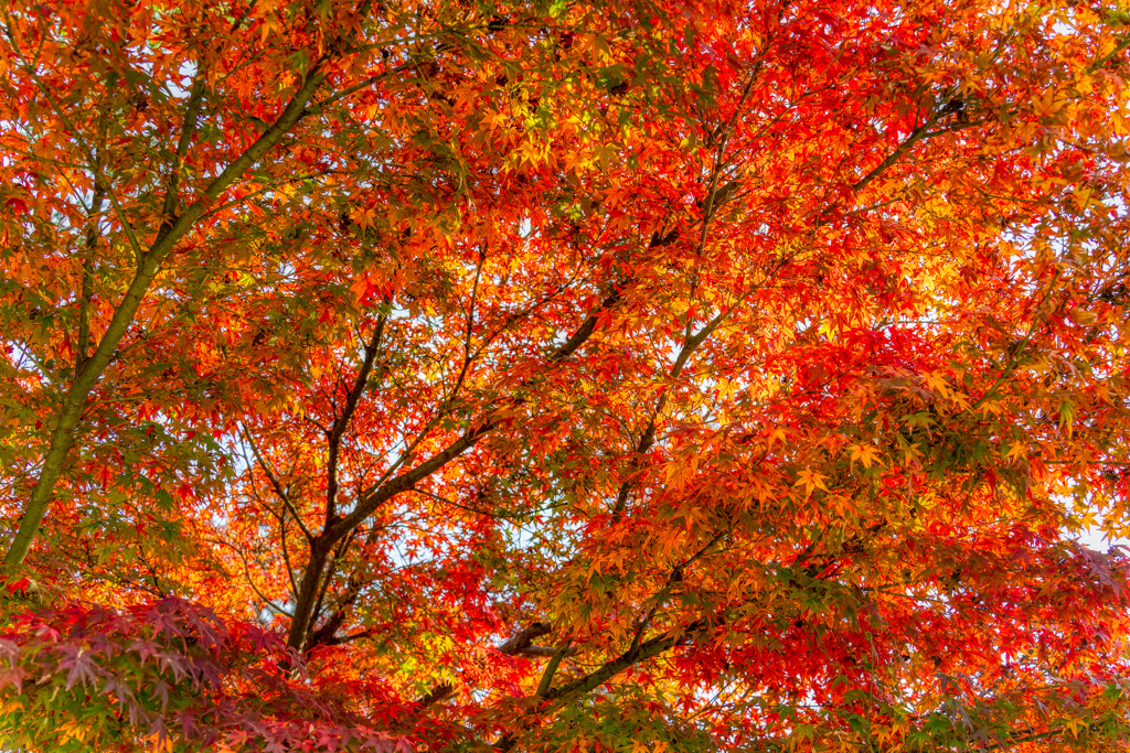 広島　紅葉谷