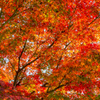 広島　紅葉谷