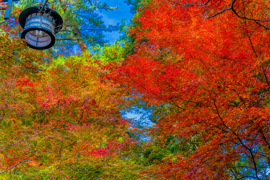 広島　紅葉谷