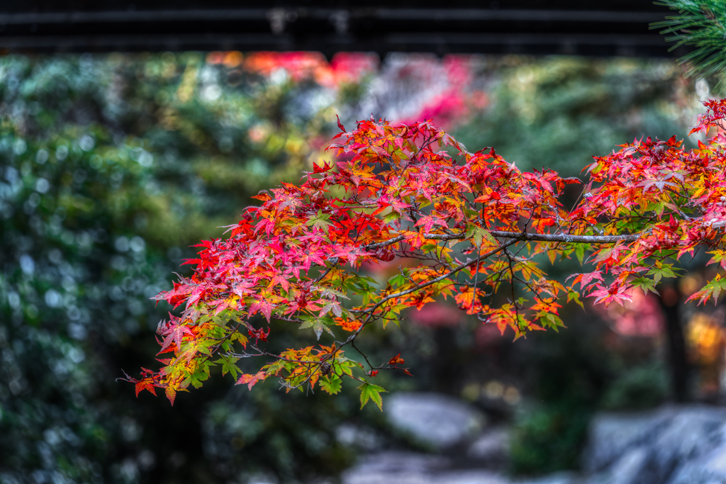 広島　紅葉谷