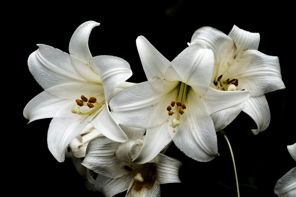 DSC00918_DxO