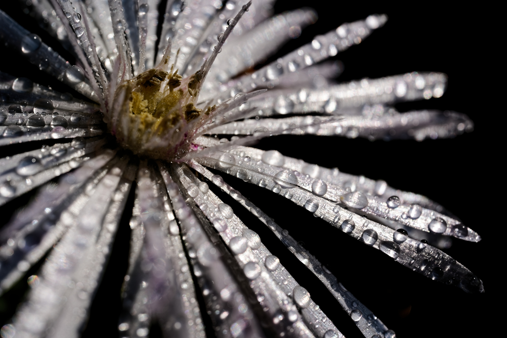 DSC00153_DxO