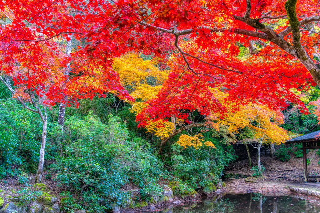広島　紅葉谷