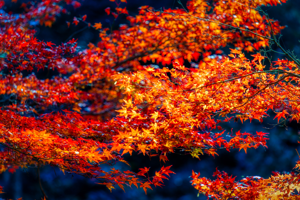 広島　紅葉谷