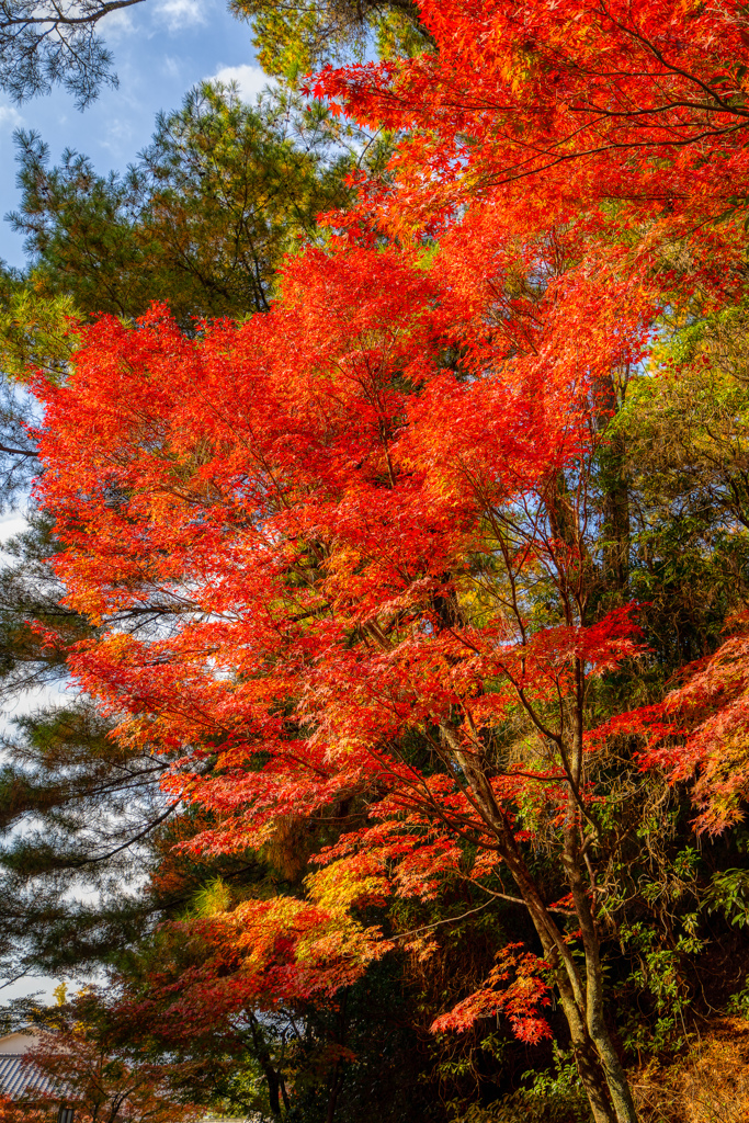 紅葉谷公園