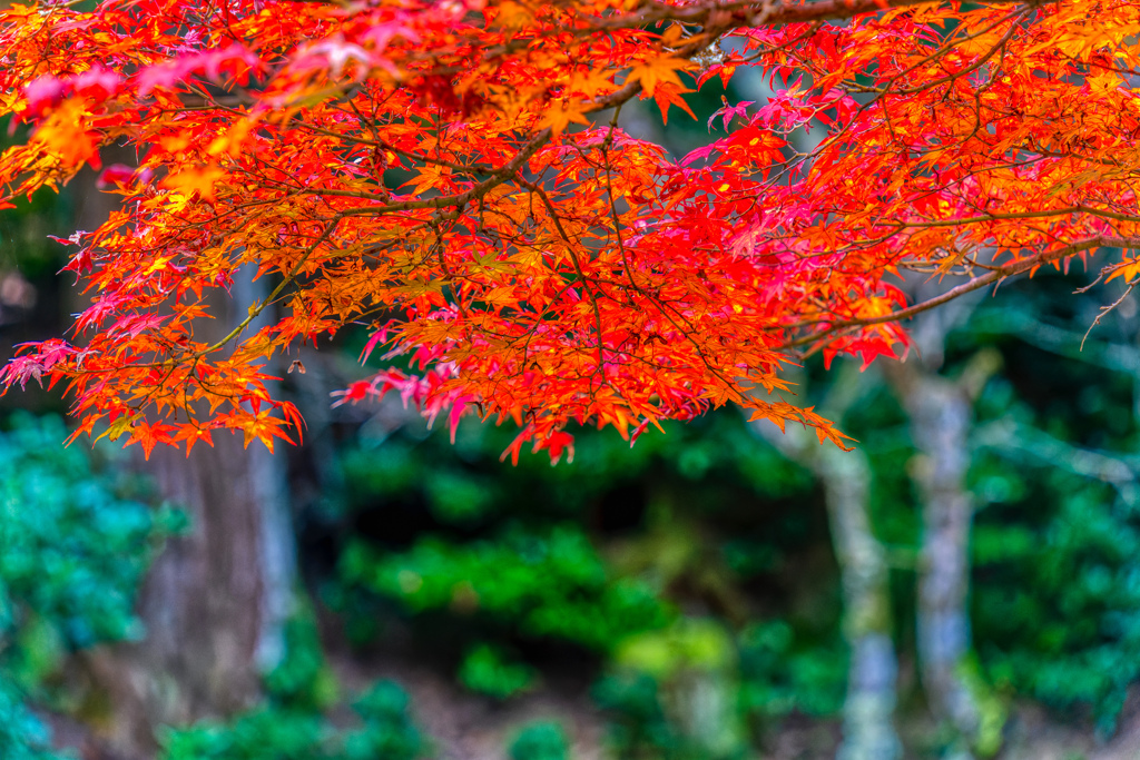 広島　紅葉谷