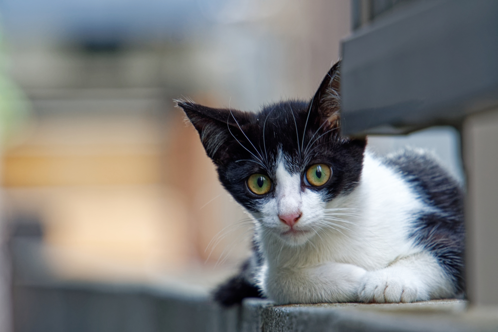DSC00011_DxO