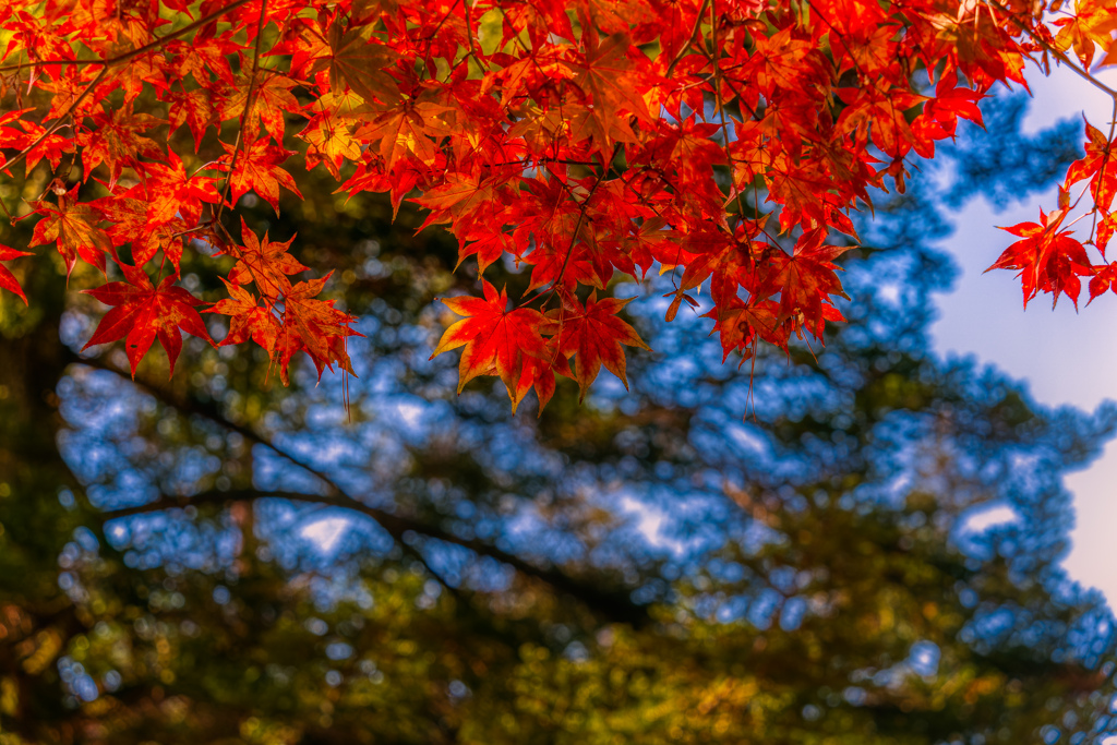 広島　紅葉谷