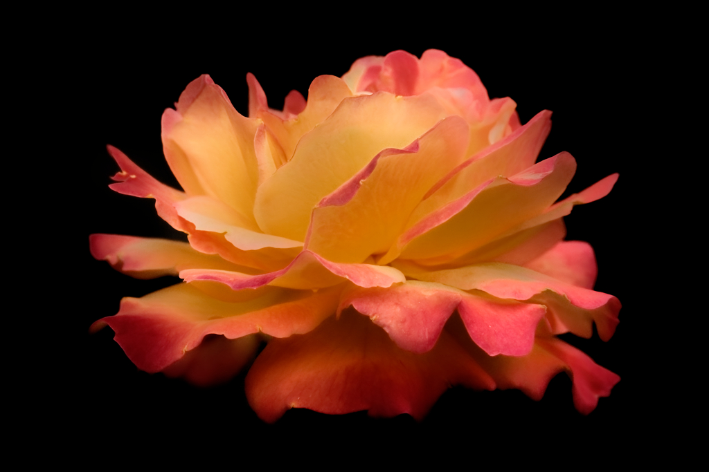 DSC00395_DxO
