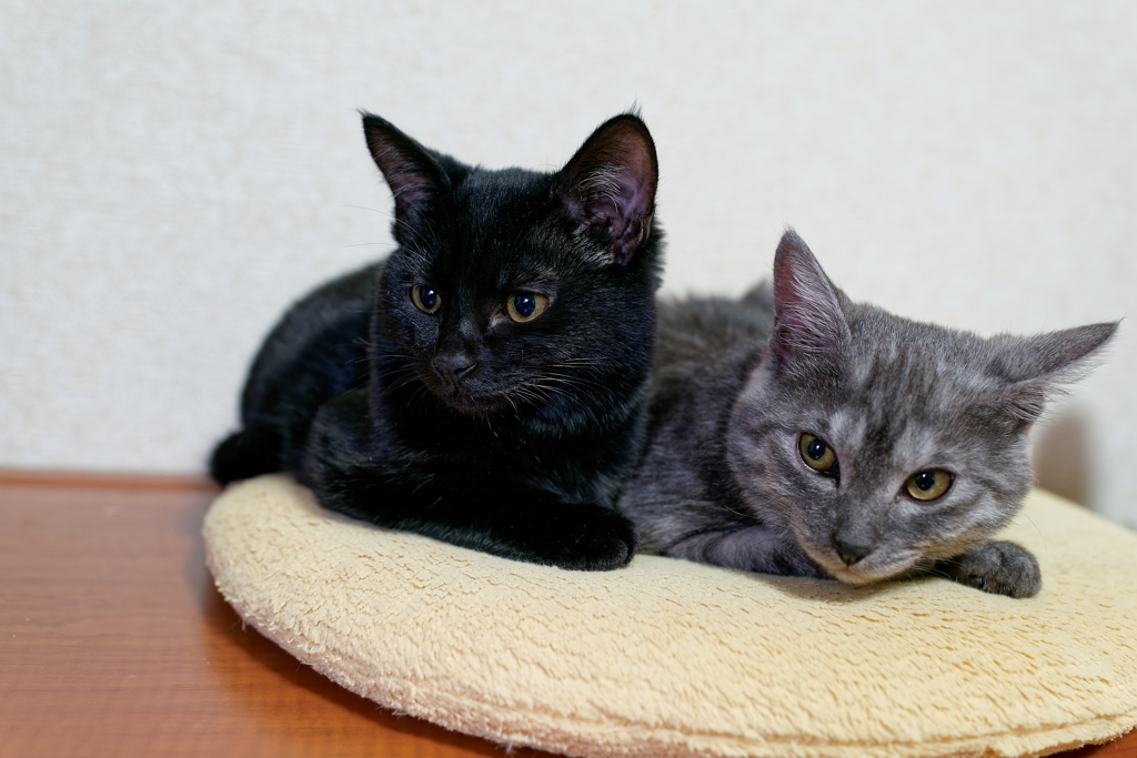 DSC00086_DxO
