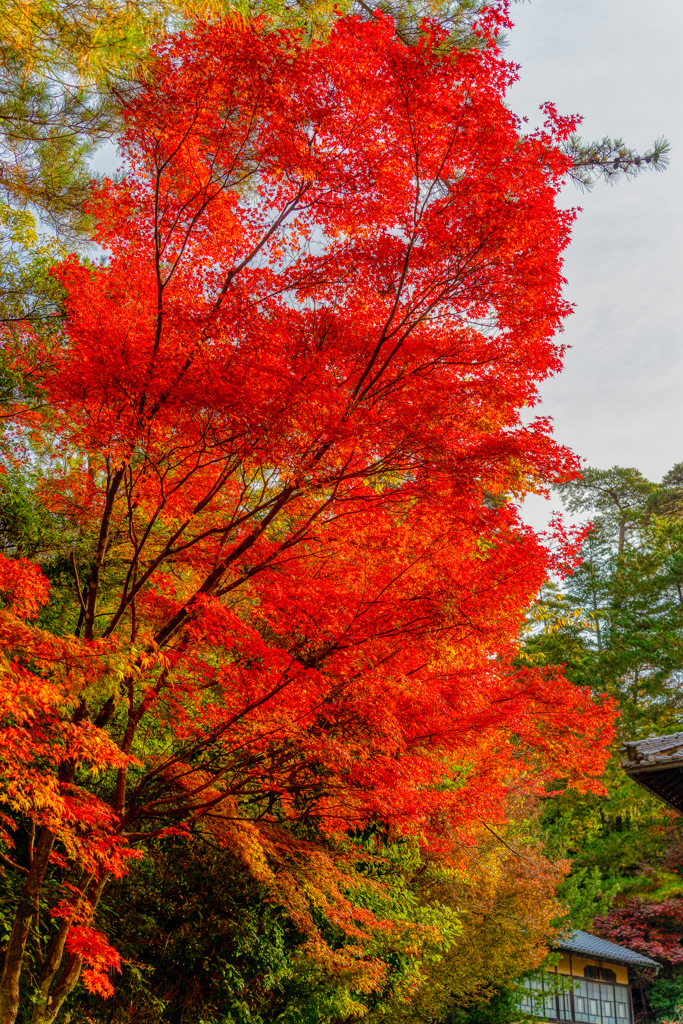 広島　紅葉谷