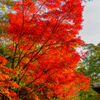 広島　紅葉谷