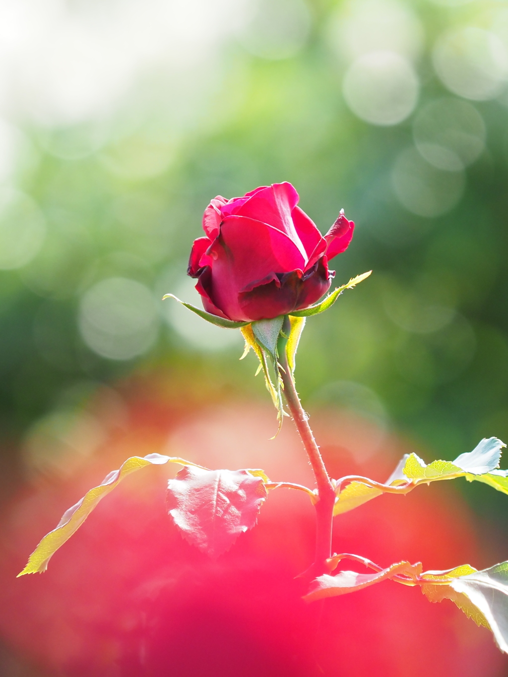 深紅の薔薇